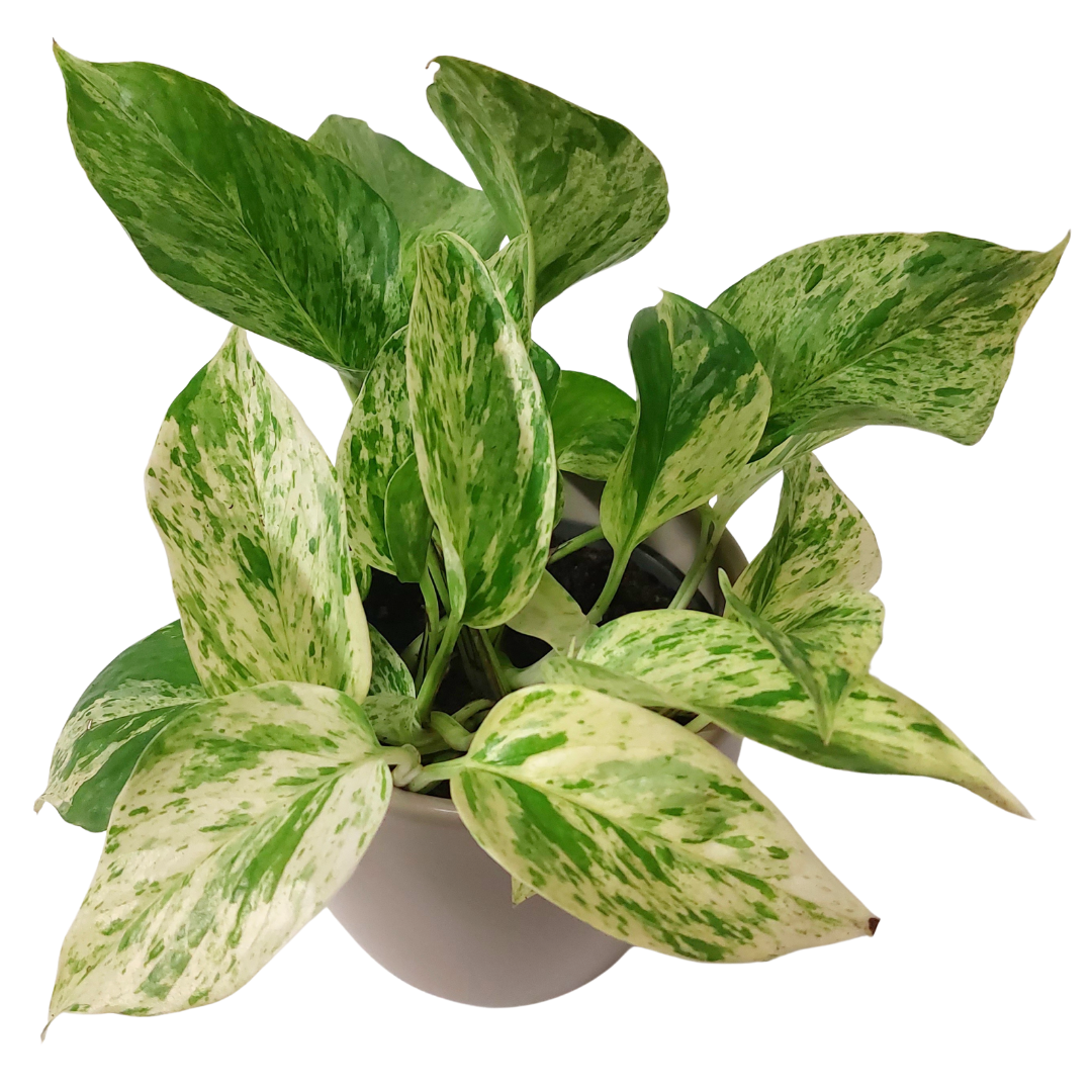 Mánagull - Reykjavíkurblóm