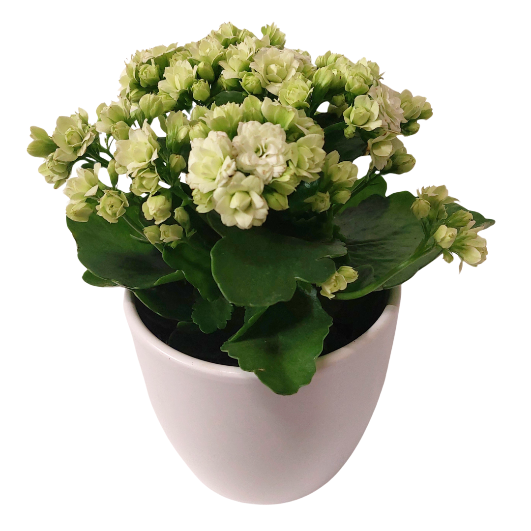 Ástareldur - Reykjavíkurblóm