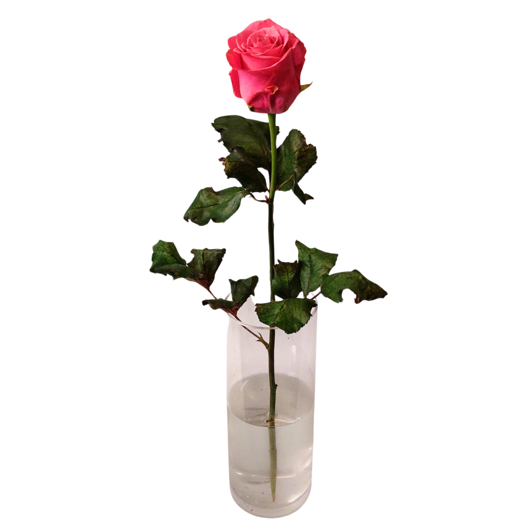 Bleikar rósir 60cm - Reykjavíkurblóm