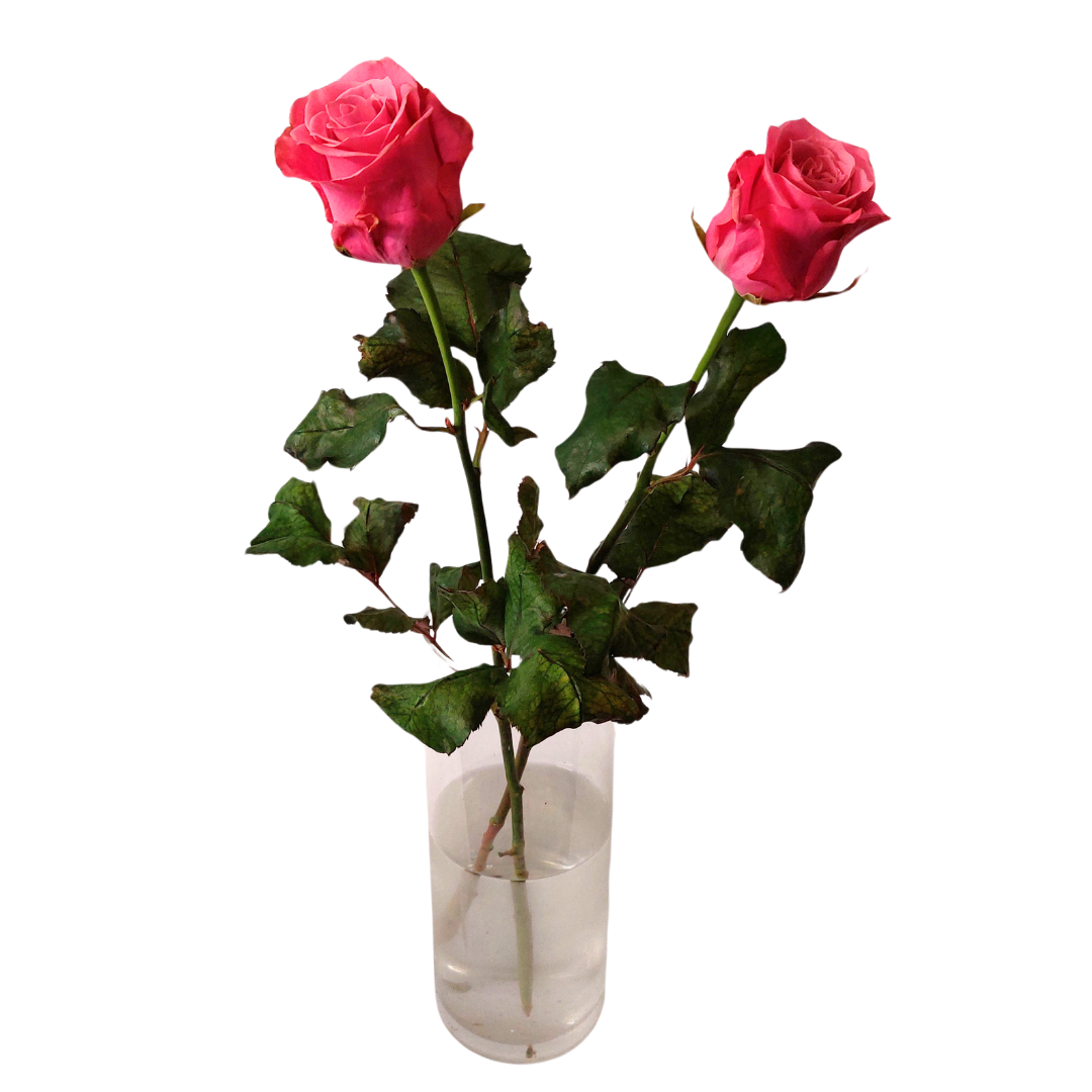 Bleikar rósir 60cm - Reykjavíkurblóm