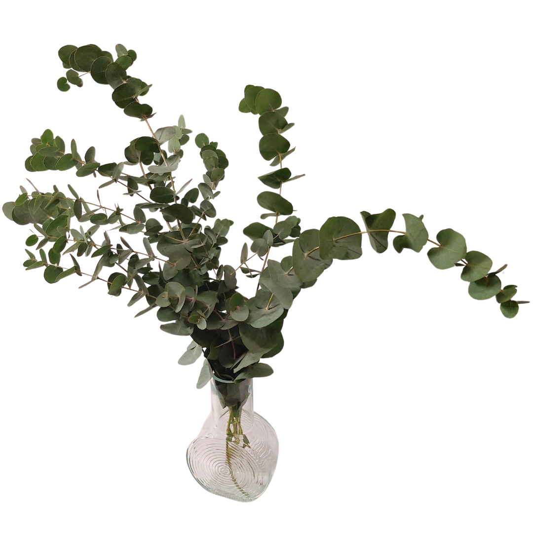 Eucalyptus búnt - Reykjavíkurblóm