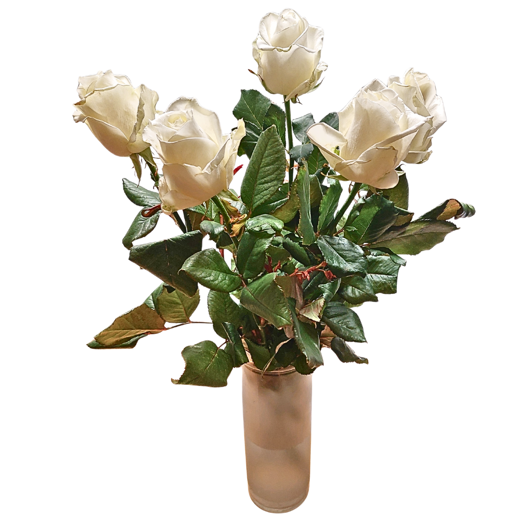 Hvítar rósir 60cm - Reykjavíkurblóm