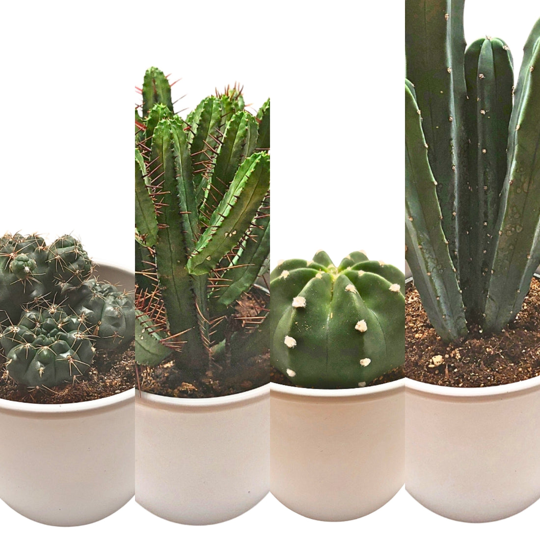 Cactus in a 13cm pot