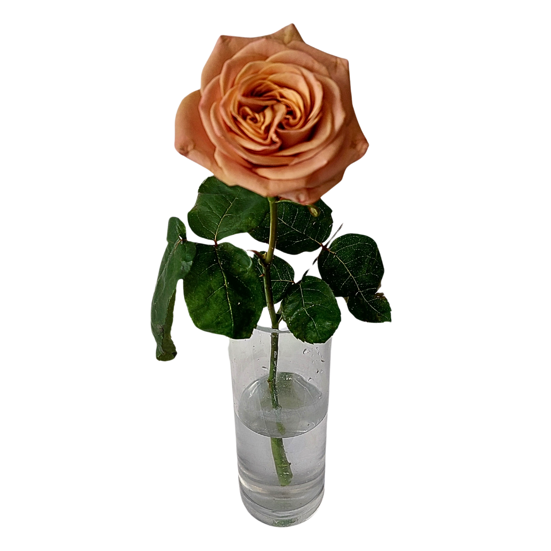Cappucino roses 60cm