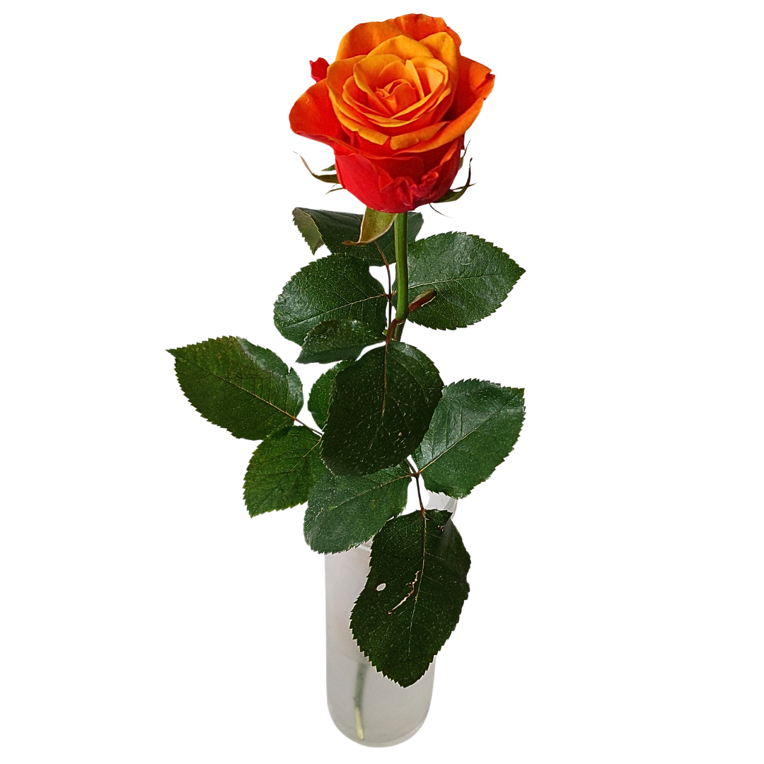 Appelsínugular rósir 60cm - Reykjavíkurblóm