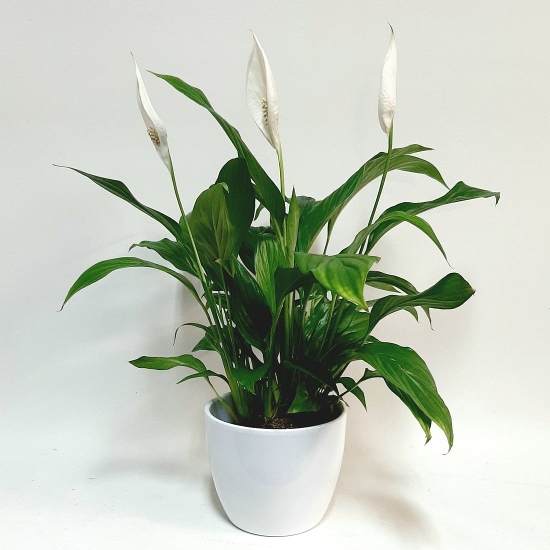 Friðarlilja - Reykjavíkurblóm