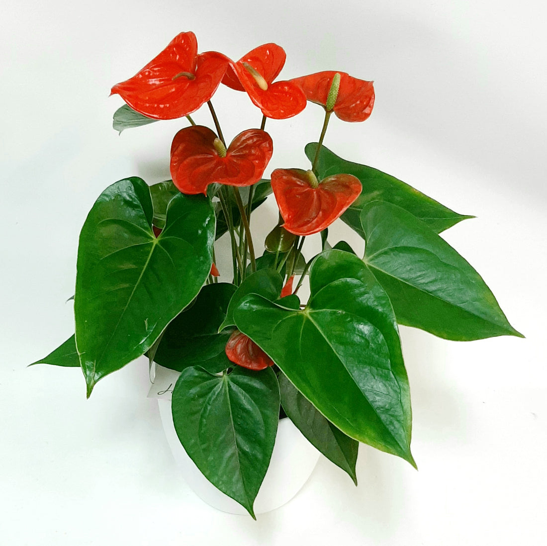 Flamingó - Reykjavíkurblóm