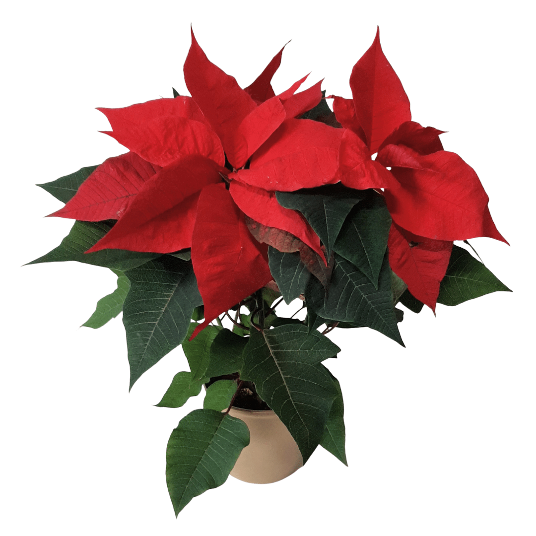 Jólastjarna - Reykjavíkurblóm