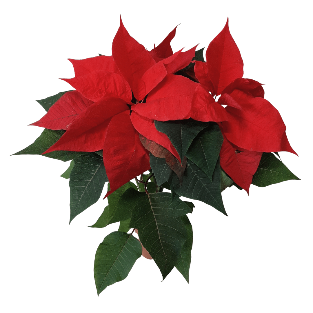 Jólastjarna - Reykjavíkurblóm