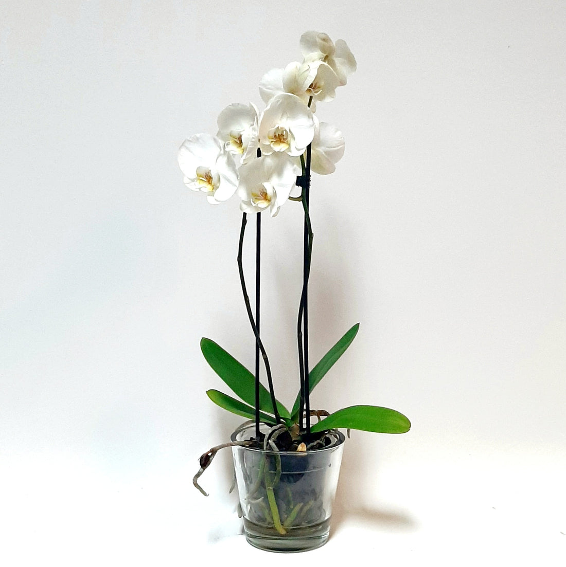 Orkídea - Reykjavíkurblóm