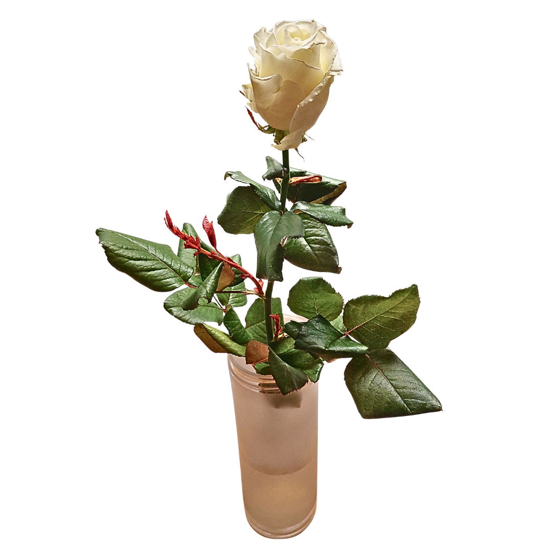 Hvítar rósir 60cm - Reykjavíkurblóm