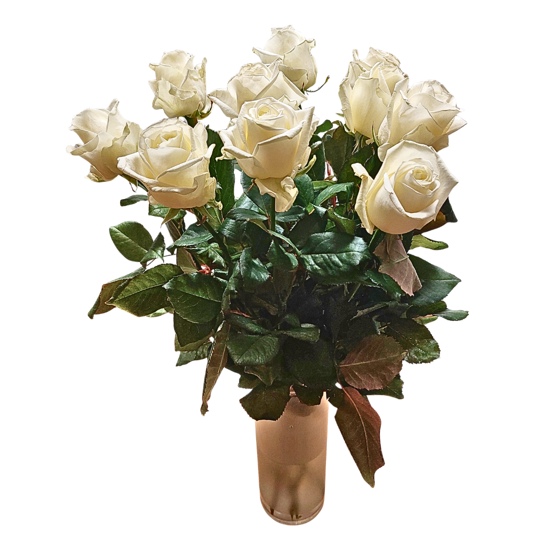 Hvítar rósir 60cm - Reykjavíkurblóm