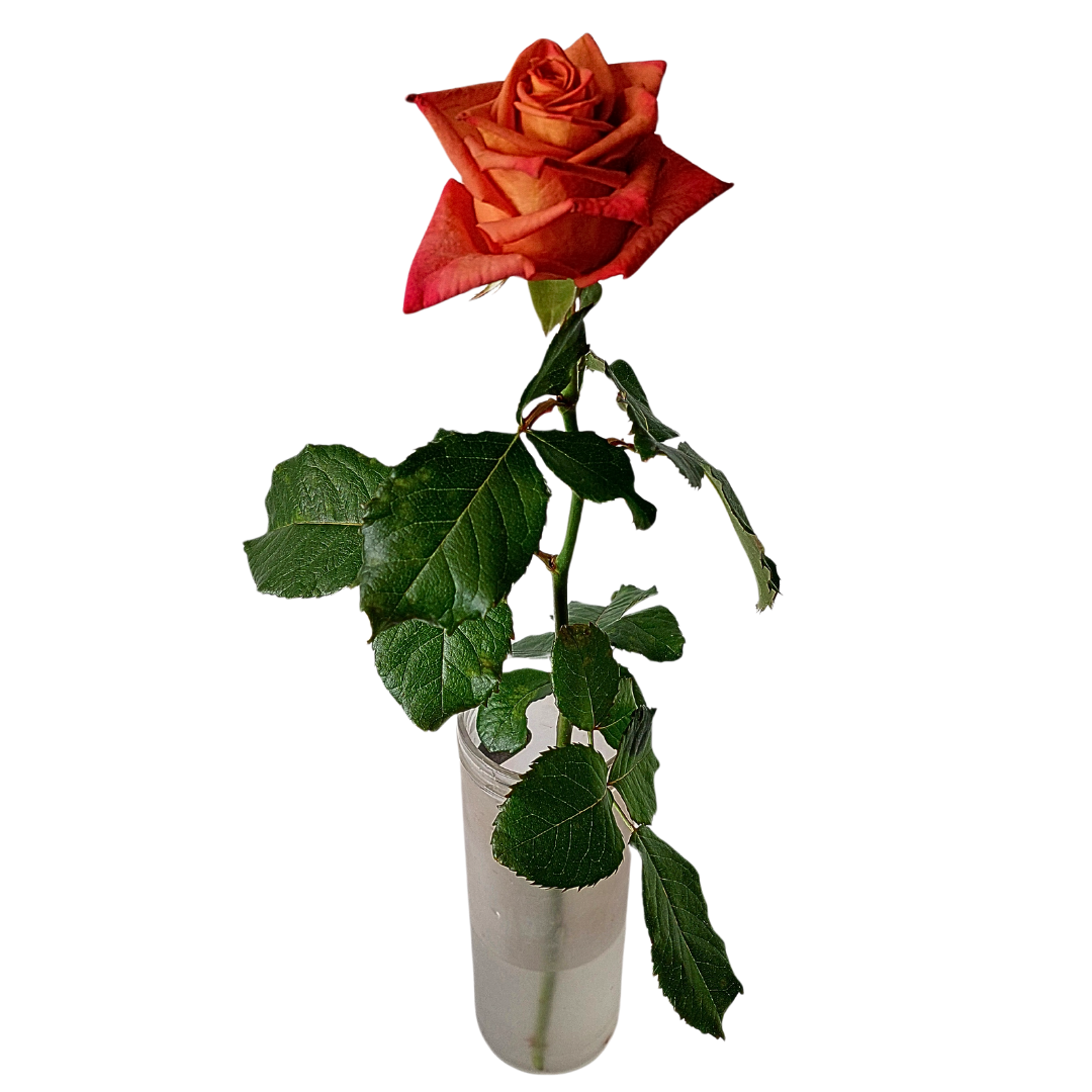 Barista rósir 60cm