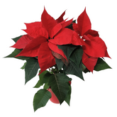 Jólastjarna - Reykjavíkurblóm