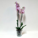 Orkídea - Reykjavíkurblóm